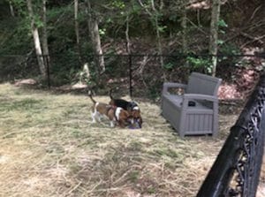 Helen RV Park allows Dogs